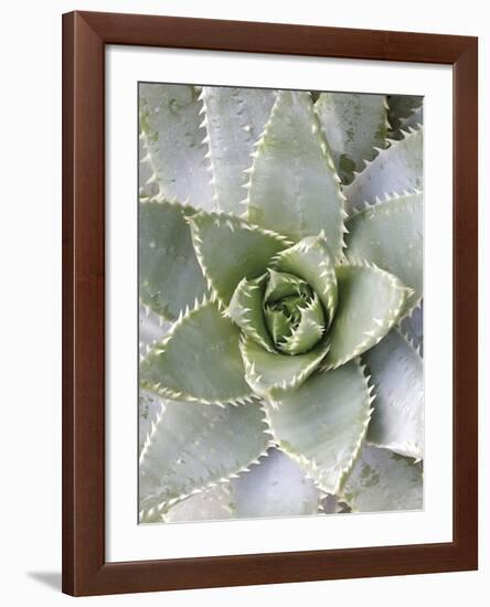 Cactus 3-Jenny Kraft-Framed Art Print