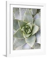 Cactus 3-Jenny Kraft-Framed Art Print