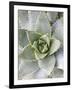 Cactus 3-Jenny Kraft-Framed Art Print