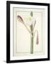 Cactus Ambiguus, 1812-Pierre Joseph Redoute-Framed Giclee Print