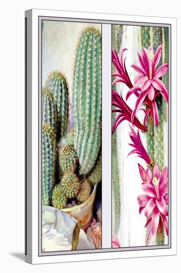 Cactus and Flower-null-Stretched Canvas
