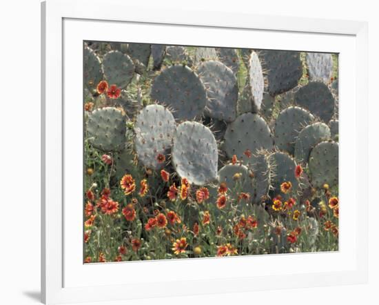 Cactus and Indian Blanket Flower, Moore, Texas, USA-Darrell Gulin-Framed Photographic Print