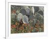 Cactus and Indian Blanket Flower, Moore, Texas, USA-Darrell Gulin-Framed Photographic Print