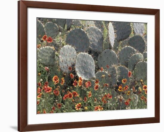 Cactus and Indian Blanket Flower, Moore, Texas, USA-Darrell Gulin-Framed Photographic Print