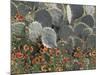 Cactus and Indian Blanket Flower, Moore, Texas, USA-Darrell Gulin-Mounted Photographic Print