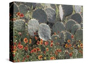 Cactus and Indian Blanket Flower, Moore, Texas, USA-Darrell Gulin-Stretched Canvas