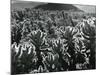 Cactus and Landscape, c. 1940-Brett Weston-Mounted Photographic Print