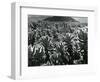 Cactus and Landscape, c. 1940-Brett Weston-Framed Photographic Print