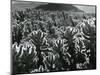 Cactus and Landscape, c. 1940-Brett Weston-Mounted Photographic Print