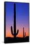 Cactus and Moon-Lantern Press-Framed Stretched Canvas