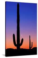 Cactus and Moon-Lantern Press-Stretched Canvas