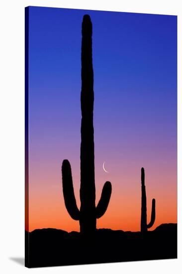 Cactus and Moon-Lantern Press-Stretched Canvas