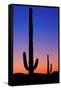 Cactus and Moon-Lantern Press-Framed Stretched Canvas