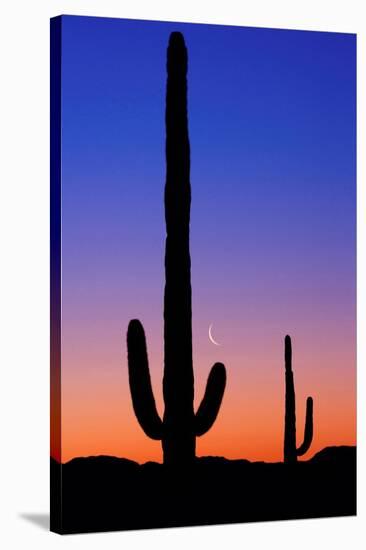 Cactus and Moon-Lantern Press-Stretched Canvas