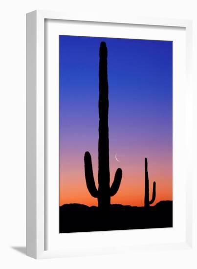 Cactus and Moon-Lantern Press-Framed Art Print