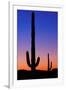 Cactus and Moon-Lantern Press-Framed Art Print