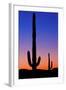 Cactus and Moon-Lantern Press-Framed Art Print