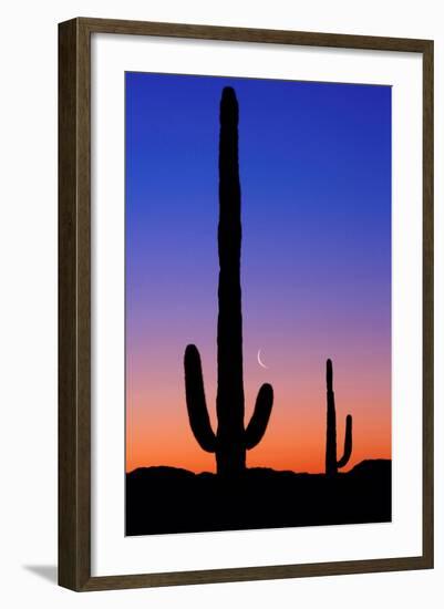 Cactus and Moon-Lantern Press-Framed Art Print