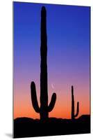 Cactus and Moon-Lantern Press-Mounted Art Print