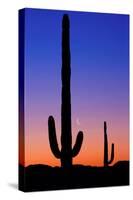 Cactus and Moon-Lantern Press-Stretched Canvas