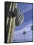 Cactus and Palm Tree on the Beach, Loretto, Baja, Mexico-Cindy Miller Hopkins-Framed Stretched Canvas