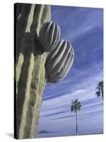 Cactus and Palm Tree on the Beach, Loretto, Baja, Mexico-Cindy Miller Hopkins-Stretched Canvas