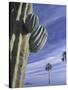 Cactus and Palm Tree on the Beach, Loretto, Baja, Mexico-Cindy Miller Hopkins-Stretched Canvas