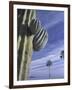 Cactus and Palm Tree on the Beach, Loretto, Baja, Mexico-Cindy Miller Hopkins-Framed Photographic Print