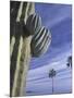 Cactus and Palm Tree on the Beach, Loretto, Baja, Mexico-Cindy Miller Hopkins-Mounted Photographic Print