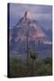 Cactus and Picacho Peak-DLILLC-Stretched Canvas