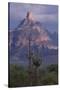 Cactus and Picacho Peak-DLILLC-Stretched Canvas
