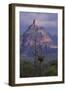 Cactus and Picacho Peak-DLILLC-Framed Photographic Print