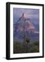 Cactus and Picacho Peak-DLILLC-Framed Photographic Print