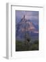 Cactus and Picacho Peak-DLILLC-Framed Photographic Print