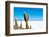 Cactus and Salt-jkraft5-Framed Photographic Print