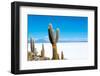 Cactus and Salt-jkraft5-Framed Photographic Print