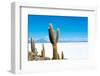 Cactus and Salt-jkraft5-Framed Photographic Print