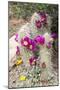 Cactus and Succulent Garden, Apache Hedgehog, Tucson, Arizona, USA-Jamie & Judy Wild-Mounted Photographic Print