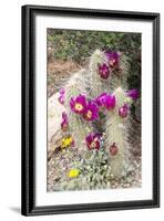 Cactus and Succulent Garden, Apache Hedgehog, Tucson, Arizona, USA-Jamie & Judy Wild-Framed Photographic Print