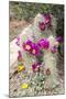 Cactus and Succulent Garden, Apache Hedgehog, Tucson, Arizona, USA-Jamie & Judy Wild-Mounted Photographic Print