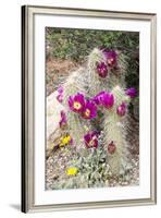 Cactus and Succulent Garden, Apache Hedgehog, Tucson, Arizona, USA-Jamie & Judy Wild-Framed Photographic Print