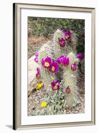 Cactus and Succulent Garden, Apache Hedgehog, Tucson, Arizona, USA-Jamie & Judy Wild-Framed Photographic Print