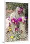 Cactus and Succulent Garden, Apache Hedgehog, Tucson, Arizona, USA-Jamie & Judy Wild-Framed Photographic Print