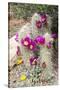 Cactus and Succulent Garden, Apache Hedgehog, Tucson, Arizona, USA-Jamie & Judy Wild-Stretched Canvas