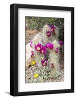 Cactus and Succulent Garden, Apache Hedgehog, Tucson, Arizona, USA-Jamie & Judy Wild-Framed Photographic Print