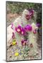 Cactus and Succulent Garden, Apache Hedgehog, Tucson, Arizona, USA-Jamie & Judy Wild-Mounted Photographic Print