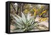 Cactus and Succulent Garden, Mountain Aloe, Tucson, Arizona, USA-Jamie & Judy Wild-Framed Stretched Canvas