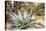 Cactus and Succulent Garden, Mountain Aloe, Tucson, Arizona, USA-Jamie & Judy Wild-Stretched Canvas