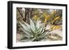 Cactus and Succulent Garden, Mountain Aloe, Tucson, Arizona, USA-Jamie & Judy Wild-Framed Photographic Print