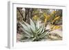 Cactus and Succulent Garden, Mountain Aloe, Tucson, Arizona, USA-Jamie & Judy Wild-Framed Photographic Print